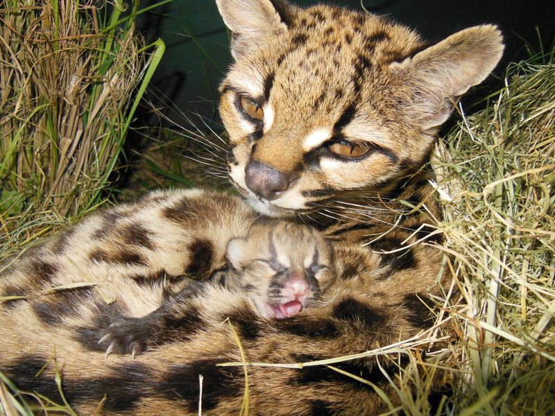 Illustration for article titled BREAKING CUTENESS NEWS: Baby Margay is Cute